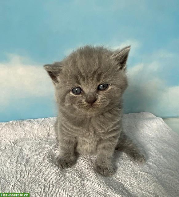 Bild 3: BKH Kitten in blue, sehr typvoll und bezaubernd