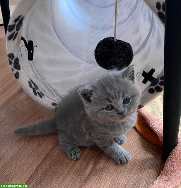 Bild 4: BKH Kitten in blue, sehr typvoll und bezaubernd