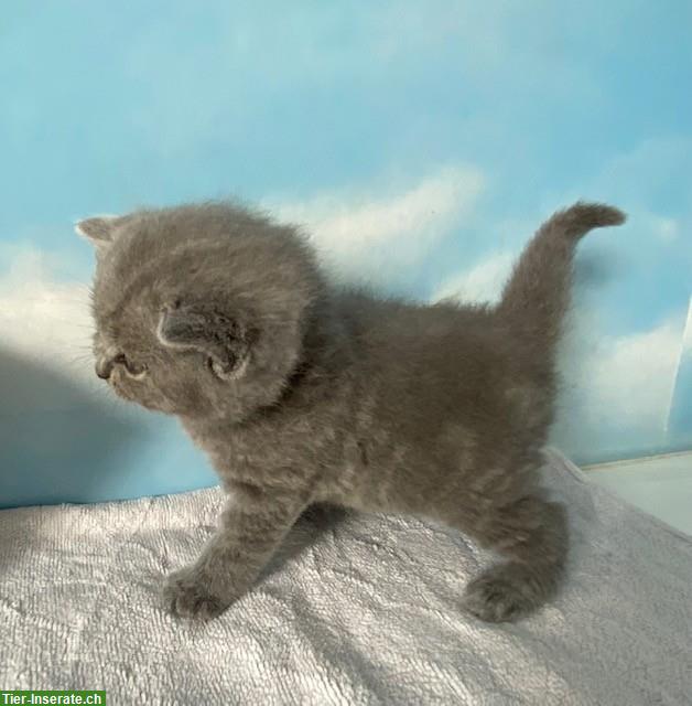 Bild 5: BKH Kitten in blue, sehr typvoll und bezaubernd