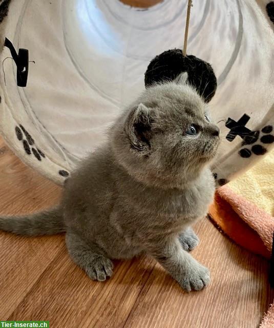 Bild 6: BKH Kitten in blue, sehr typvoll und bezaubernd