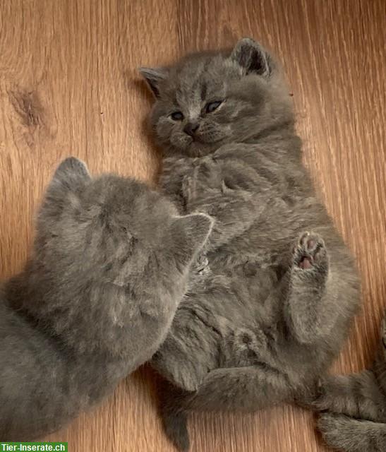 Bild 7: BKH Kitten in blue, sehr typvoll und bezaubernd