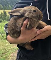 Deutsche Riesen Mix Kaninchen Böckli, kastriert