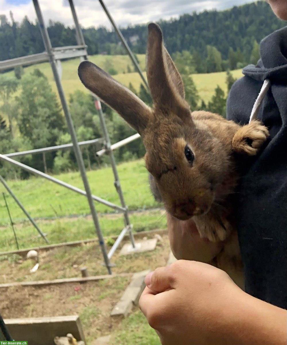 Bild 2: Deutsche Riesen Mix Kaninchen Böckli, kastriert