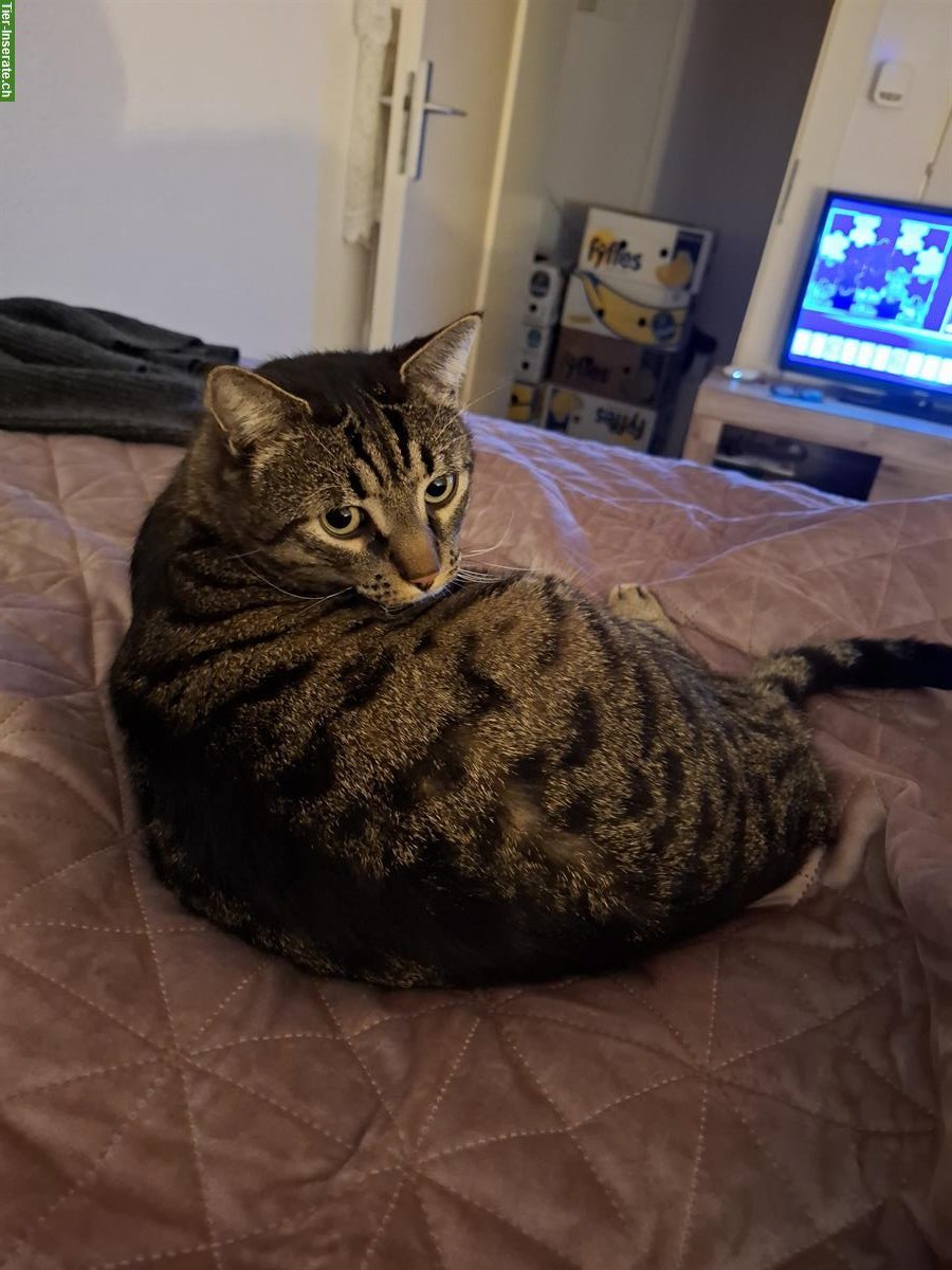 GRATIS: Kater Gipsy sucht ein neues Zuhause