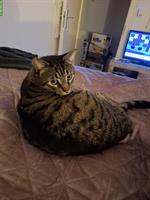 GRATIS: Kater Gipsy sucht ein neues Zuhause