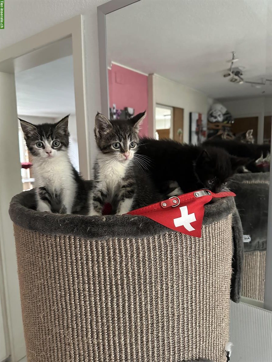 Maine Coon Kitten aus Handaufzucht, Mama ist nach Geburt verunfallt