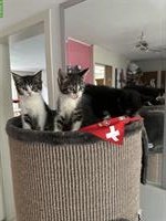 Maine Coon Kitten aus Handaufzucht, Mama ist nach Geburt verunfallt