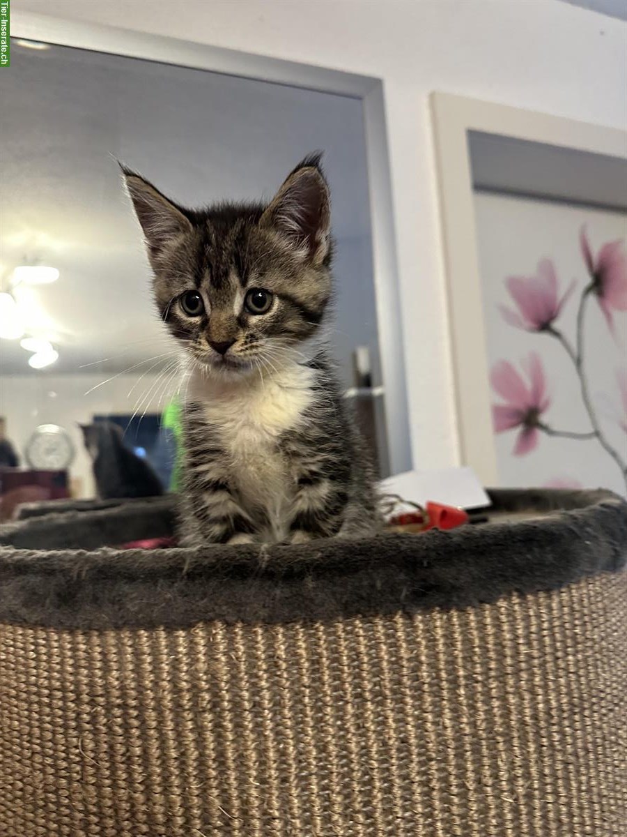 Bild 2: Maine Coon Kitten aus Handaufzucht, Mama ist nach Geburt verunfallt
