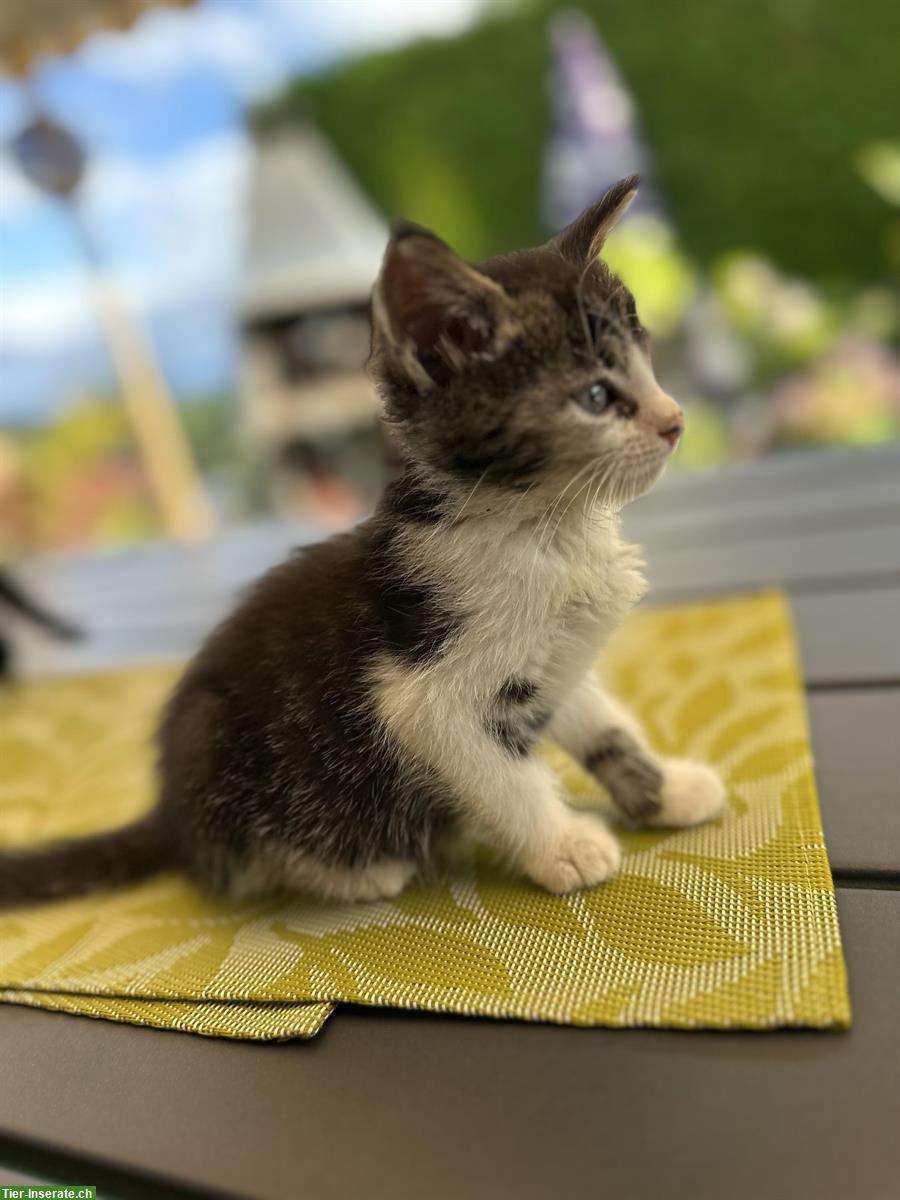 Bild 3: Maine Coon Kitten aus Handaufzucht, Mama ist nach Geburt verunfallt