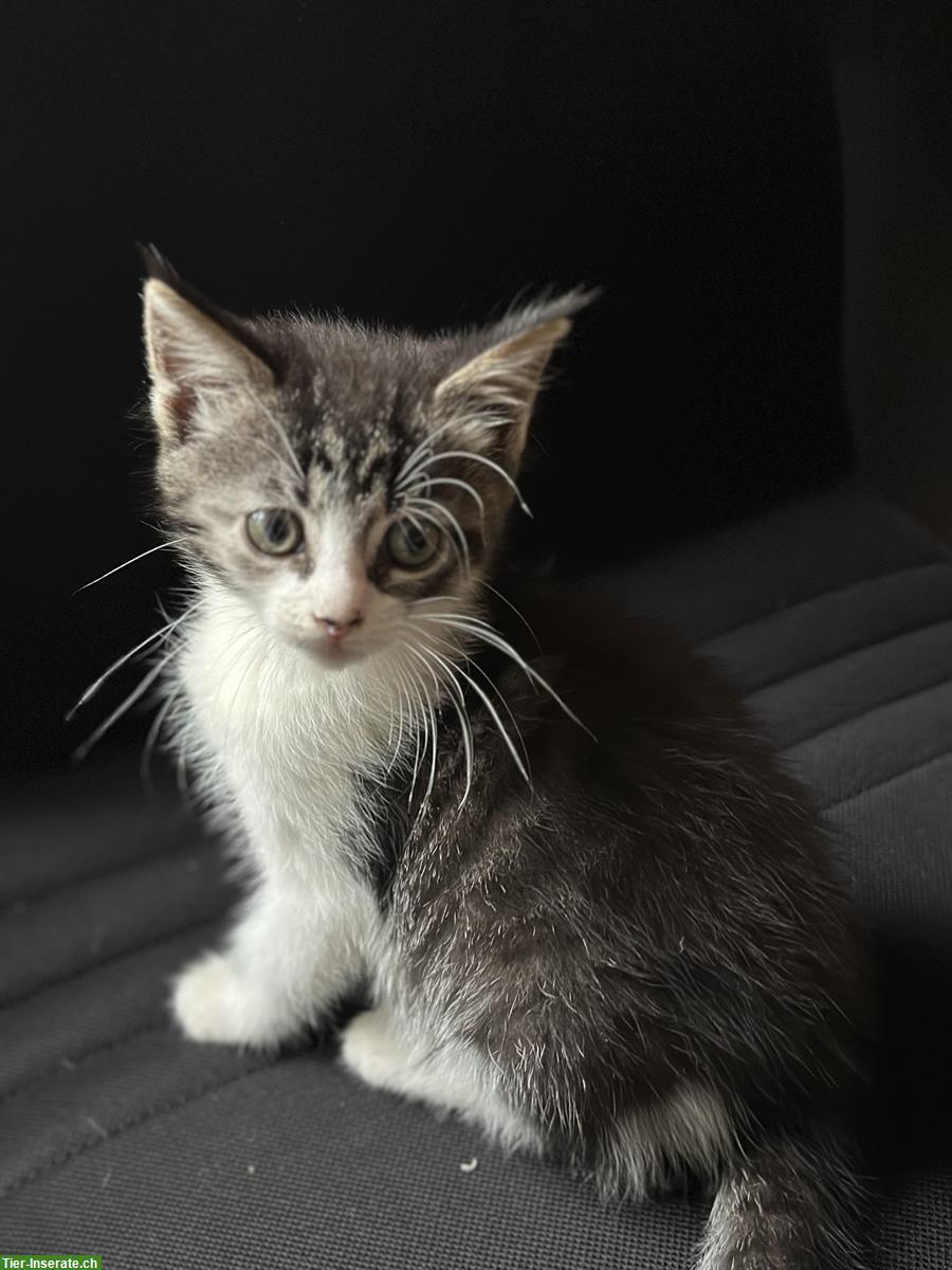 Bild 4: Maine Coon Kitten aus Handaufzucht, Mama ist nach Geburt verunfallt