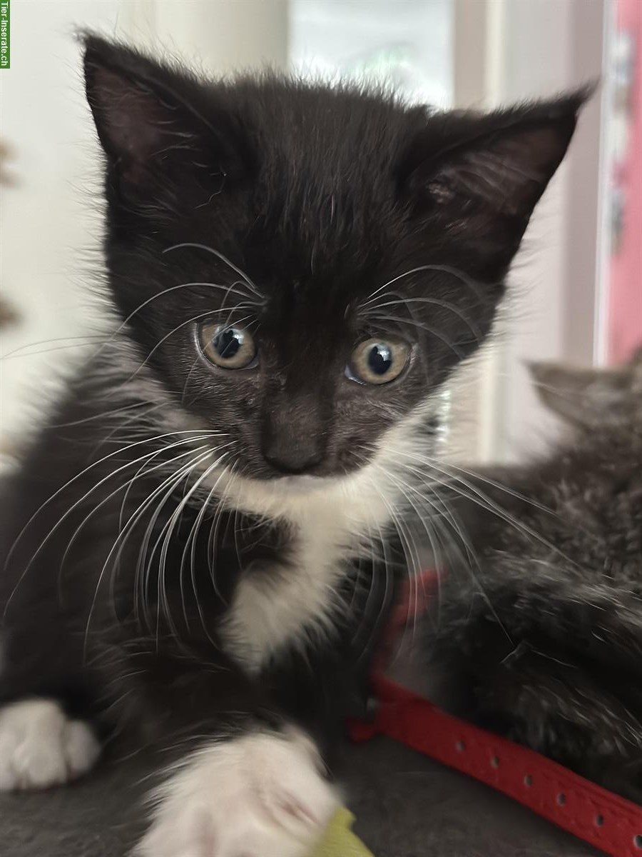 Bild 5: Maine Coon Kitten aus Handaufzucht, Mama ist nach Geburt verunfallt