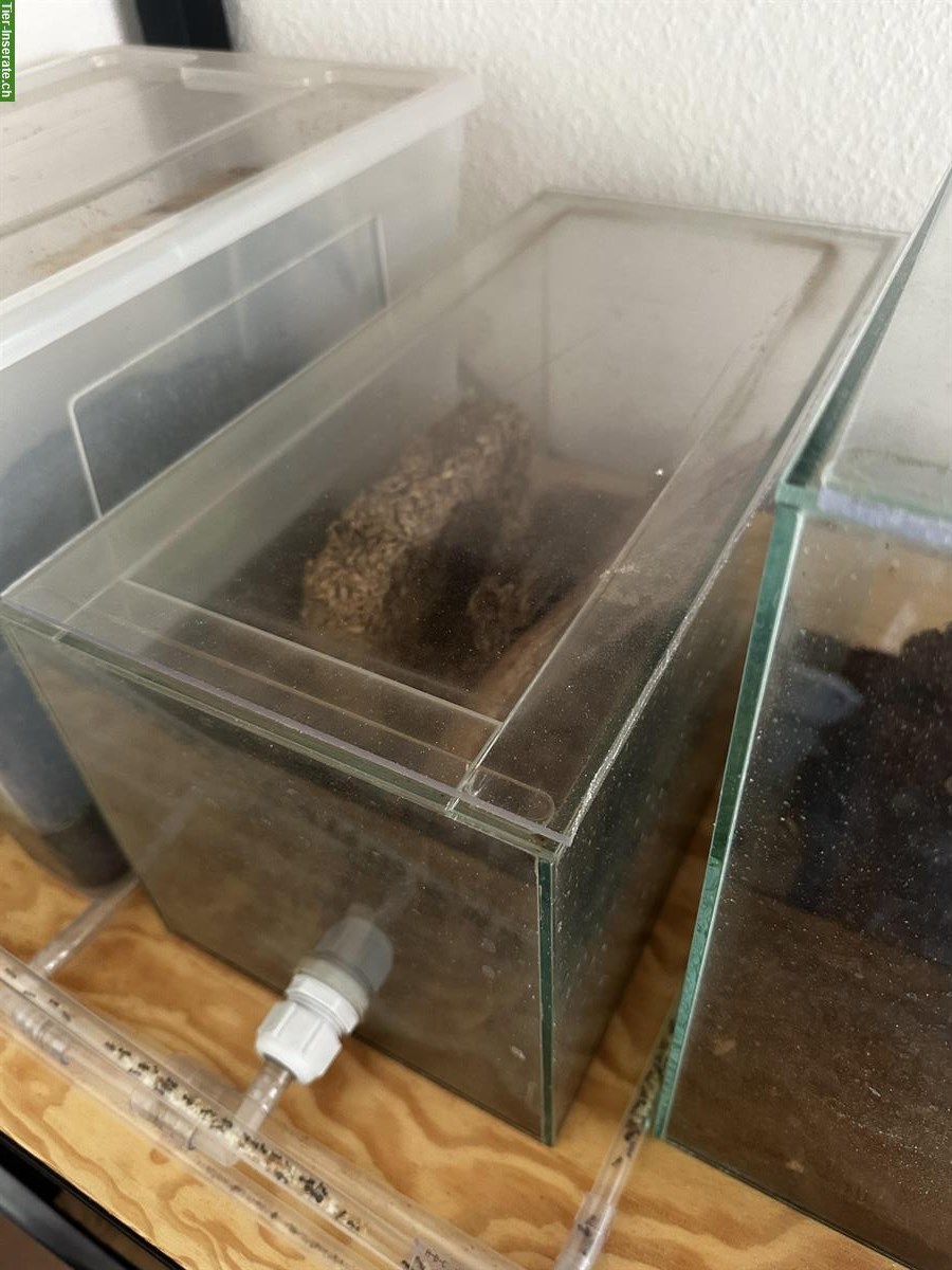 Messor Barbarus Ameisen Kolonie abzugeben