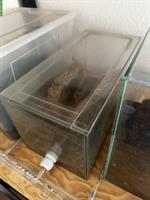 Messor Barbarus Ameisen Kolonie abzugeben