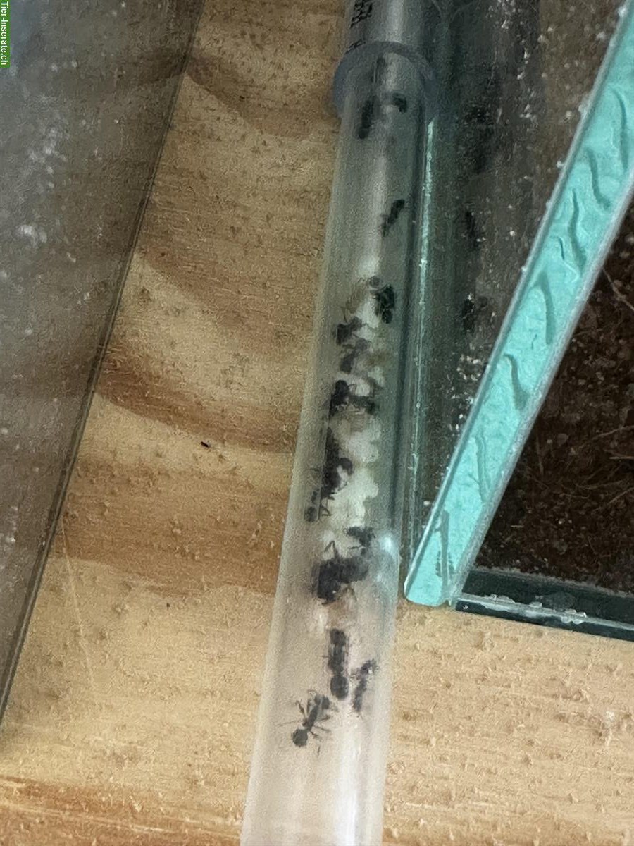 Bild 2: Messor Barbarus Ameisen Kolonie abzugeben