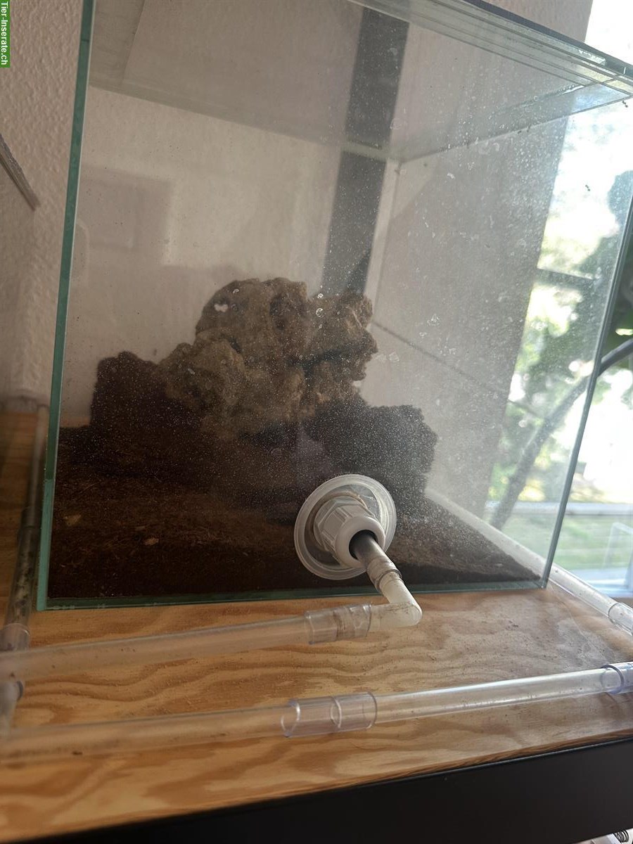 Bild 3: Messor Barbarus Ameisen Kolonie abzugeben