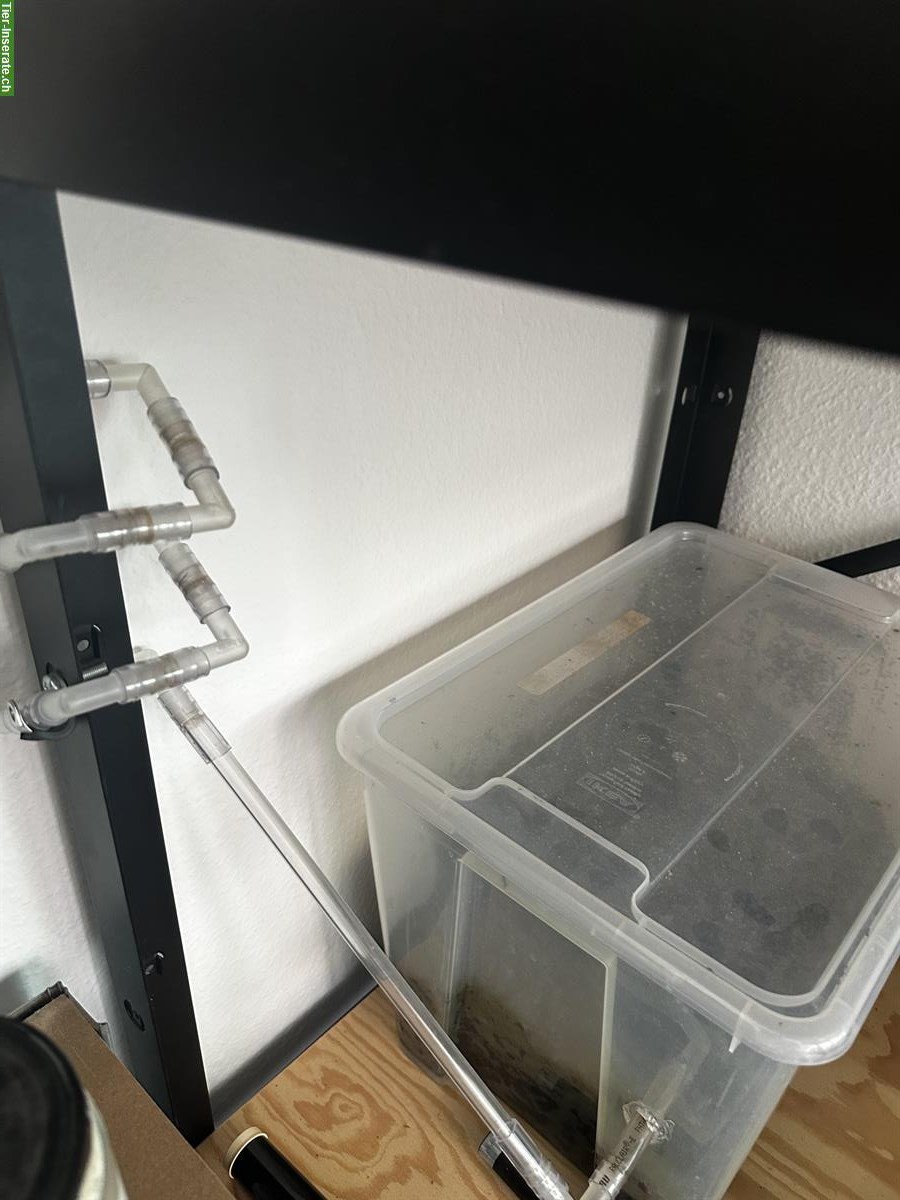 Bild 4: Messor Barbarus Ameisen Kolonie abzugeben