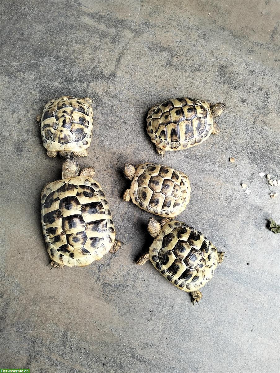Griechische Landschildkröten zu verkaufen