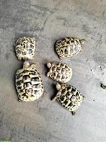 Griechische Landschildkröten zu verkaufen