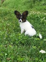 Papillon Rüde Aiko sucht seine Lieblingsmenschen