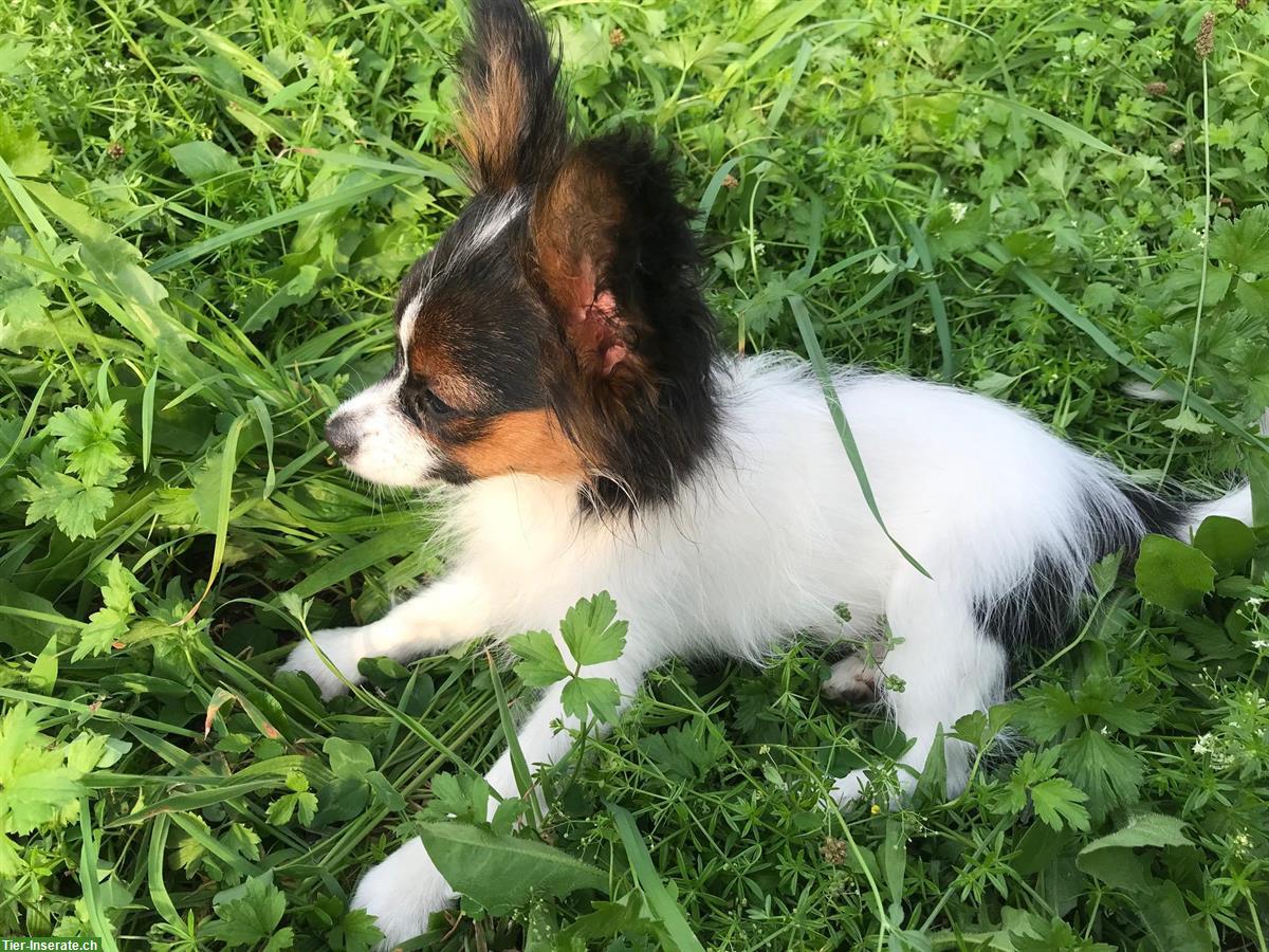 Bild 2: Papillon Rüde Aiko sucht seine Lieblingsmenschen
