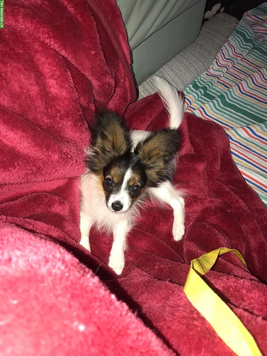 Bild 3: Papillon Rüde Aiko sucht seine Lieblingsmenschen