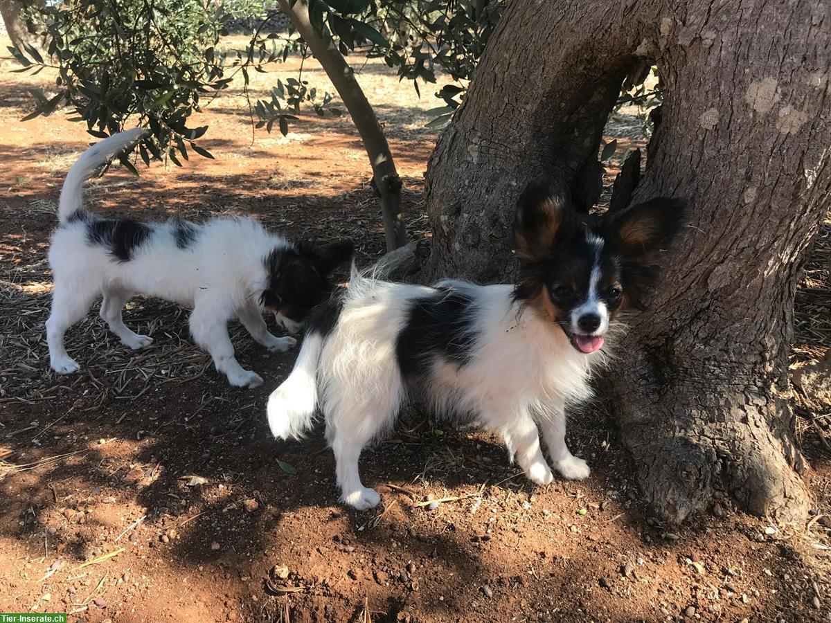 Bild 4: Papillon Rüde Aiko sucht seine Lieblingsmenschen