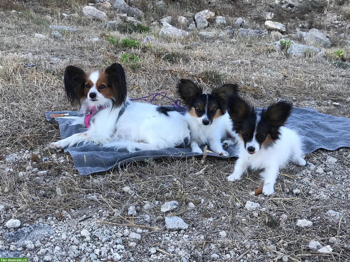 Bild 5: Papillon Rüde Aiko sucht seine Lieblingsmenschen