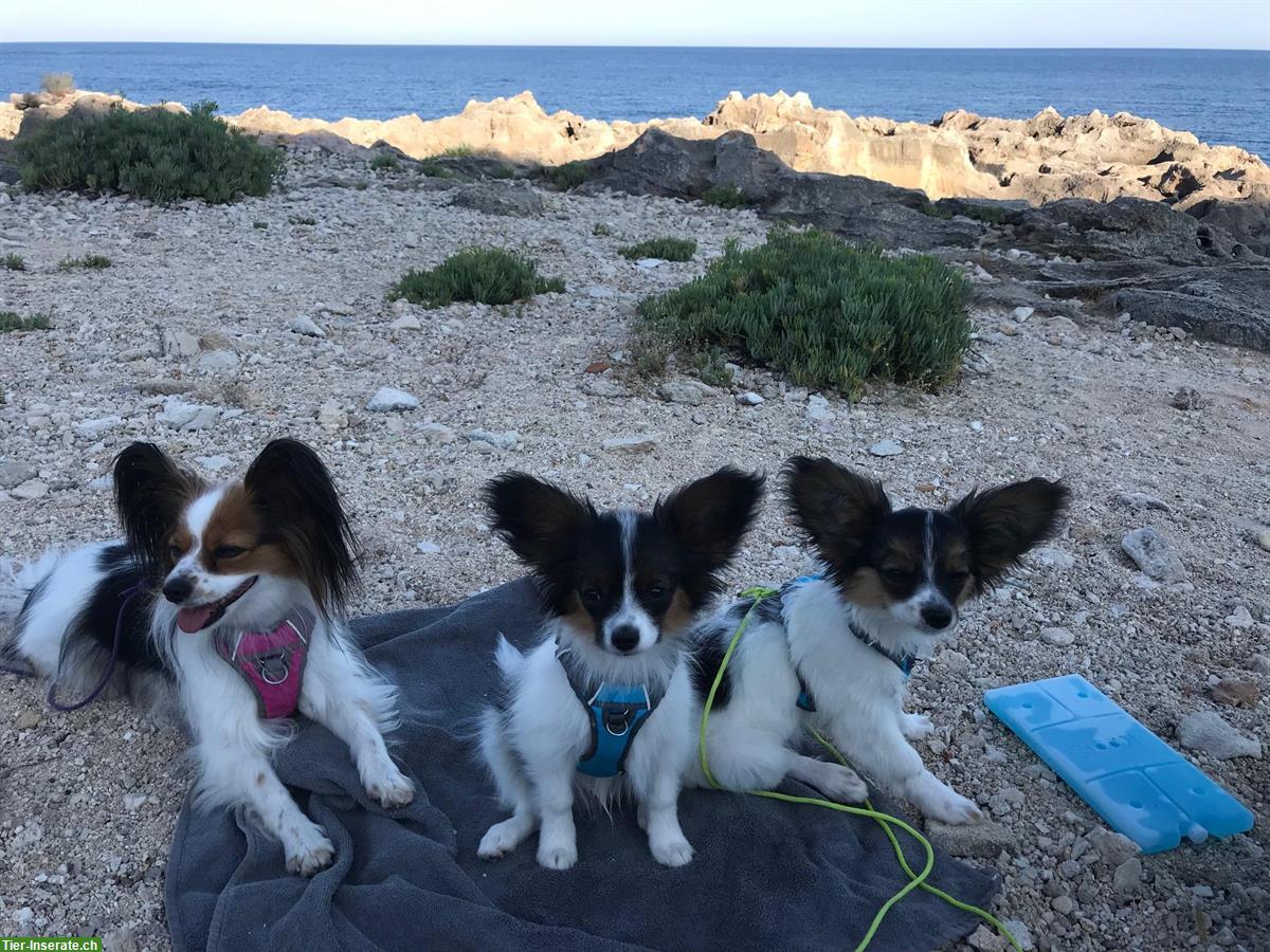 Bild 6: Papillon Rüde Aiko sucht seine Lieblingsmenschen