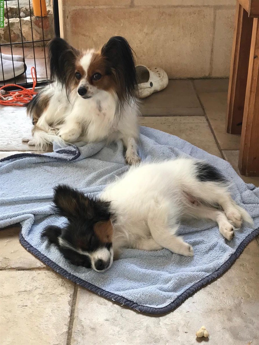 Bild 7: Papillon Rüde Aiko sucht seine Lieblingsmenschen