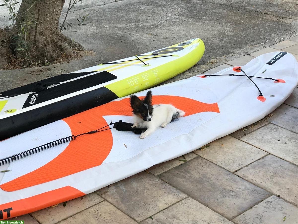 Bild 8: Papillon Rüde Aiko sucht seine Lieblingsmenschen