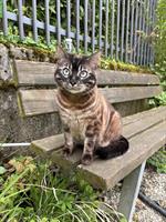 Verspieltes Bengal Weibchen sucht ein neues Zuhause