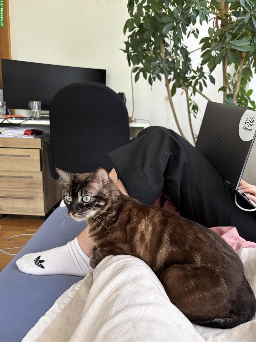 Bild 3: Verspieltes Bengal Weibchen sucht ein neues Zuhause