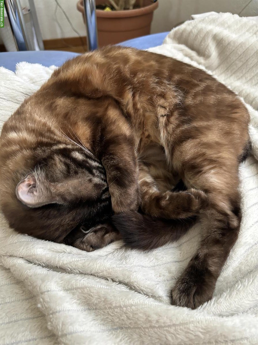 Bild 4: Verspieltes Bengal Weibchen sucht ein neues Zuhause