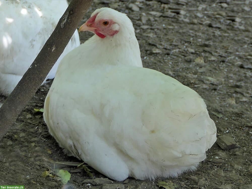 Verkauf: 2 Junghennen je 25.- der Rasse Schweizerhuhn