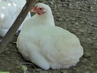 Verkauf: 2 Junghennen je 25.- der Rasse Schweizerhuhn