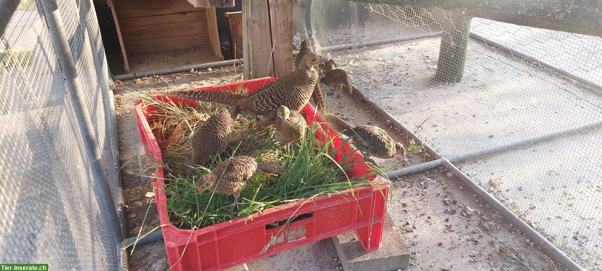 Bild 2: Goldfasan Jungtiere zu verkaufen