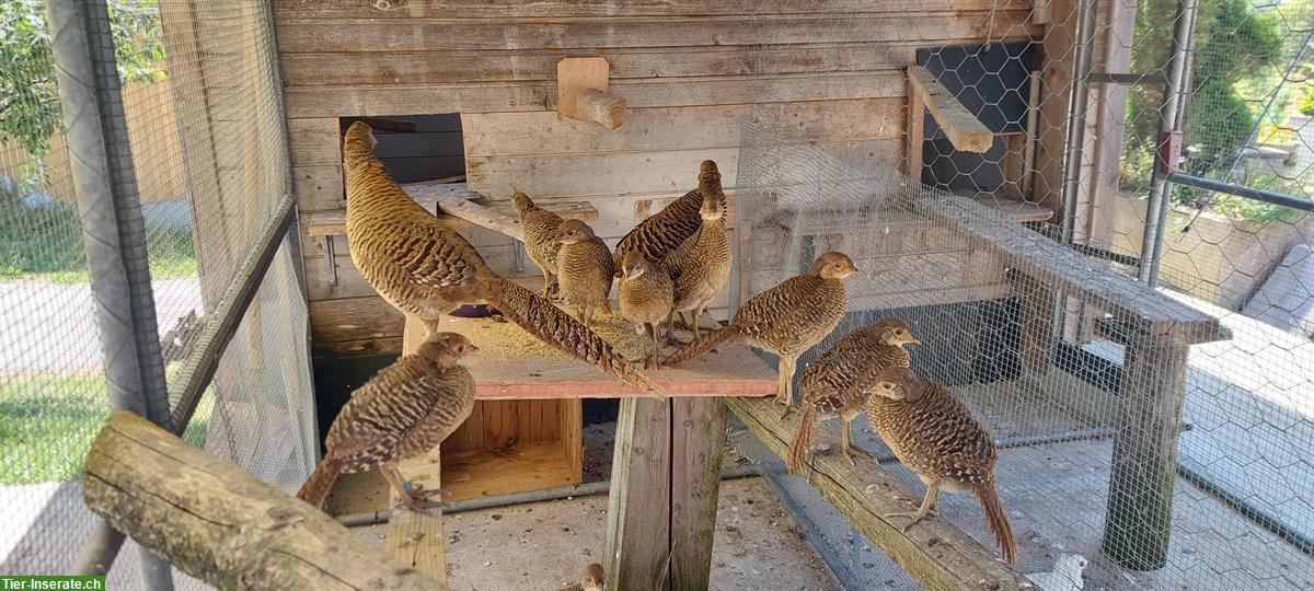 Bild 3: Goldfasan Jungtiere zu verkaufen