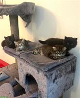 Perser x BKH Kitten suchen ihren Top-Lebensplatz