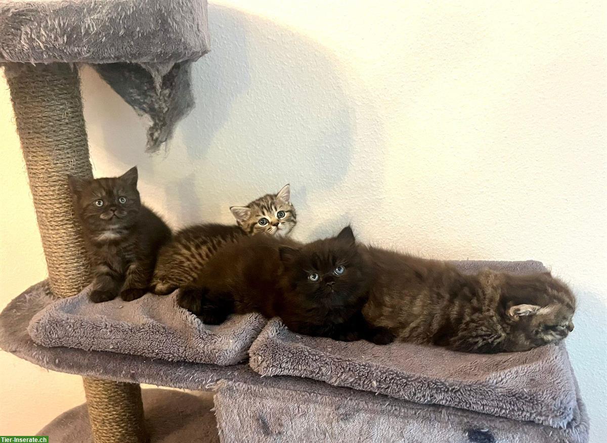 Bild 2: Perser x BKH Kitten suchen ihren Top-Lebensplatz