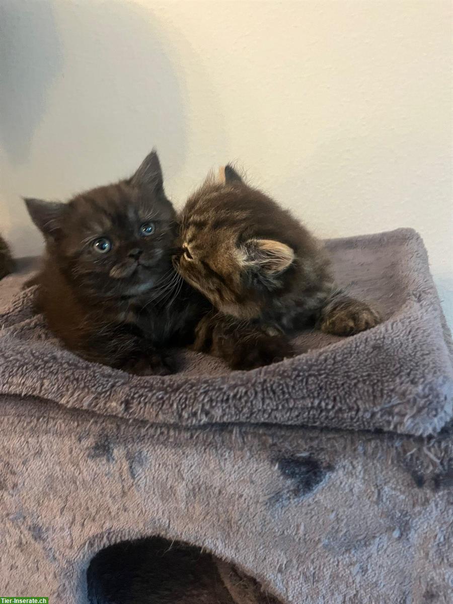 Bild 3: Perser x BKH Kitten suchen ihren Top-Lebensplatz