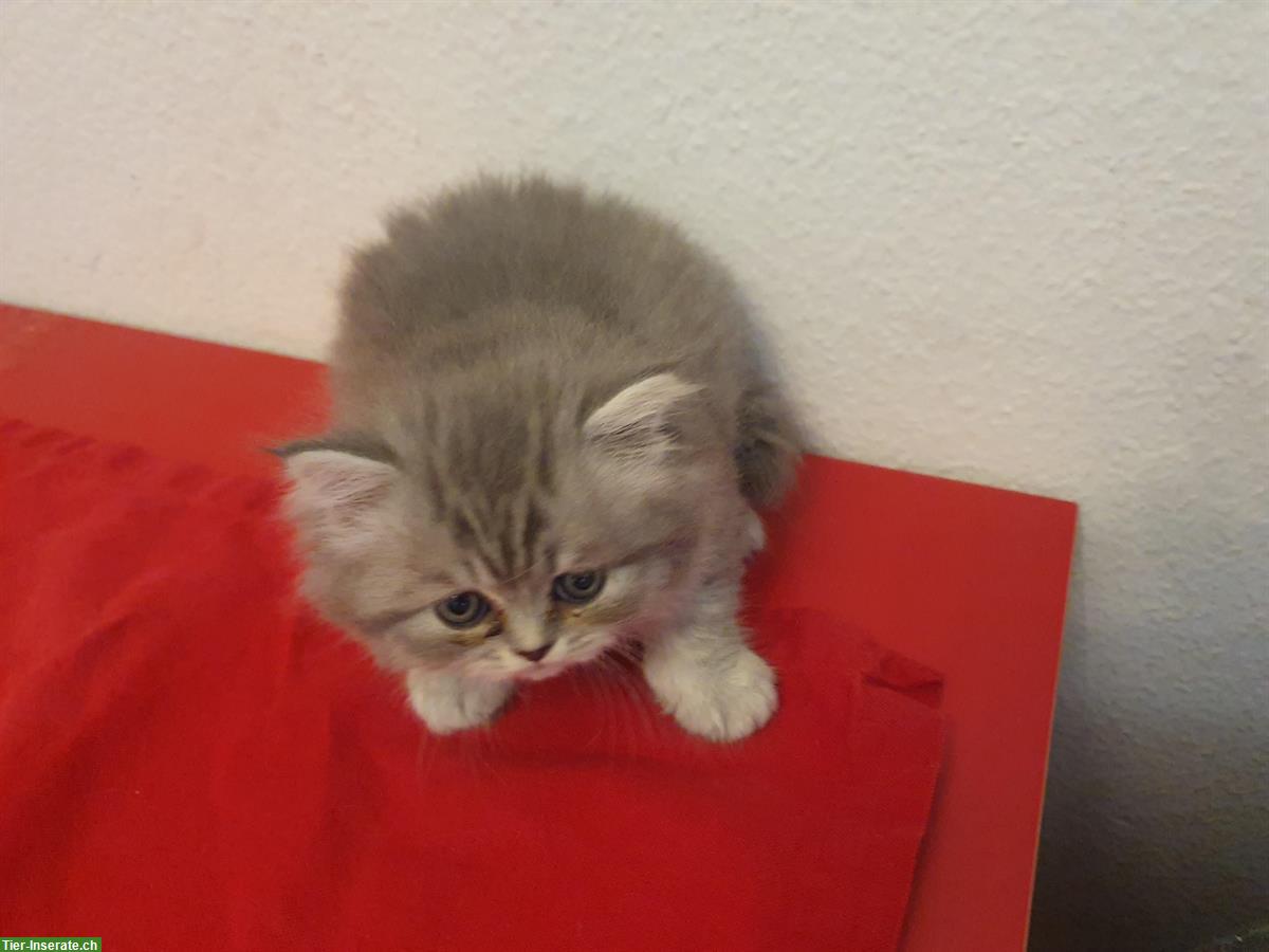 Bild 4: Perser x BKH Kitten suchen ihren Top-Lebensplatz