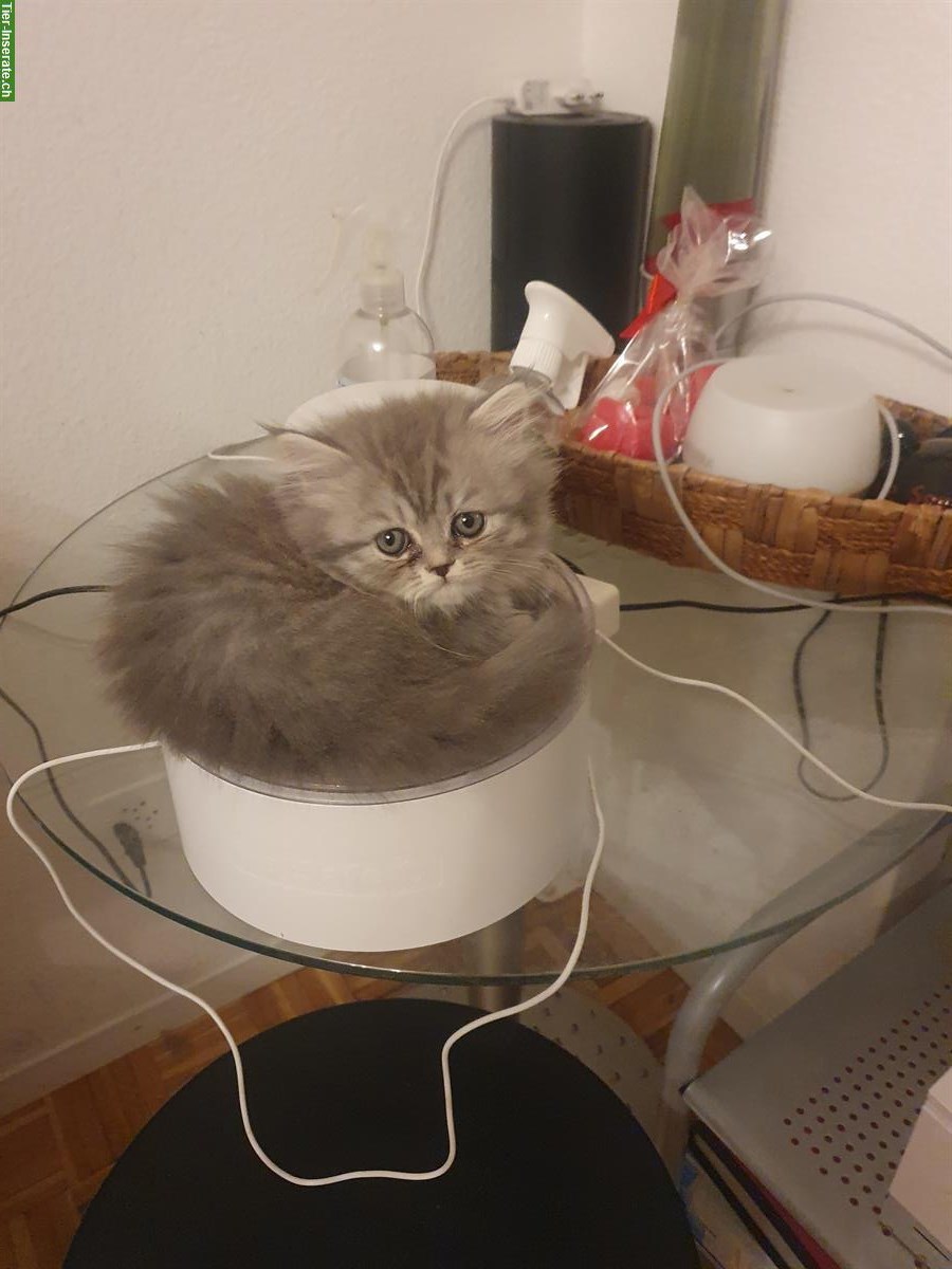 Bild 5: Perser x BKH Kitten suchen ihren Top-Lebensplatz