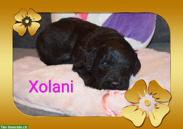 Bild 5: Verkaufe Goldendoodle Welpen auch für Allergiker