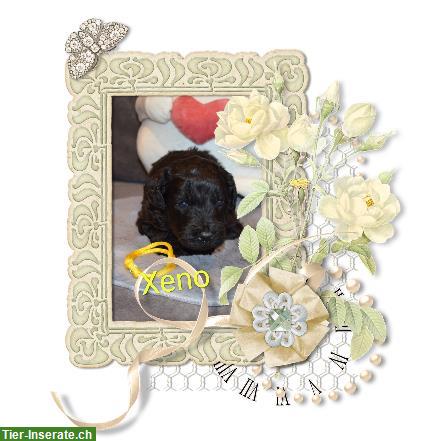 Bild 8: Verkaufe Goldendoodle Welpen auch für Allergiker