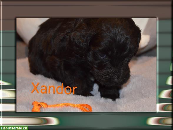 Bild 9: Verkaufe Goldendoodle Welpen auch für Allergiker