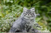Sibirische Katzen / Kitten suchen ein schönes Zuhause