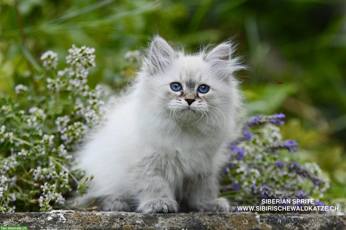 Bild 2: Sibirische Katzen / Kitten suchen ein schönes Zuhause