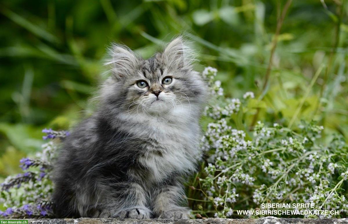 Bild 3: Sibirische Katzen / Kitten suchen ein schönes Zuhause