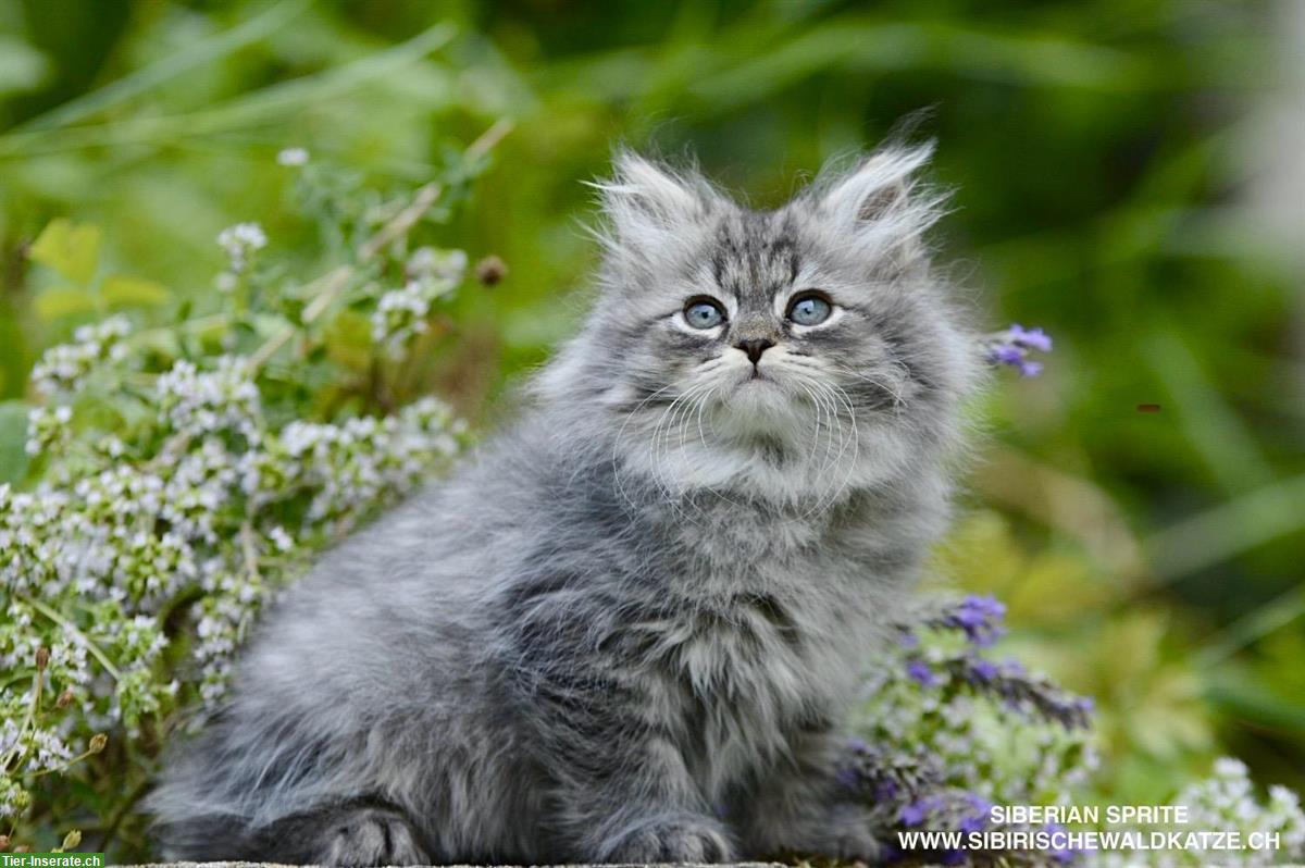 Bild 4: Sibirische Katzen / Kitten suchen ein schönes Zuhause