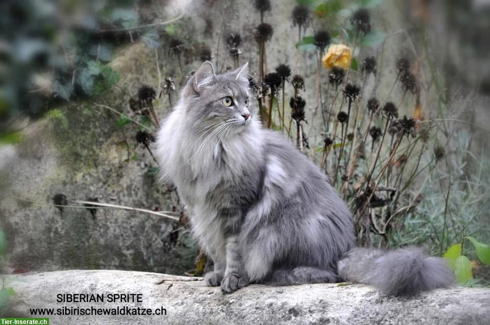 Bild 5: Sibirische Katzen / Kitten suchen ein schönes Zuhause